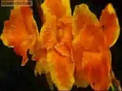 ინდური tineijerebis sexsi პირველი ღამე